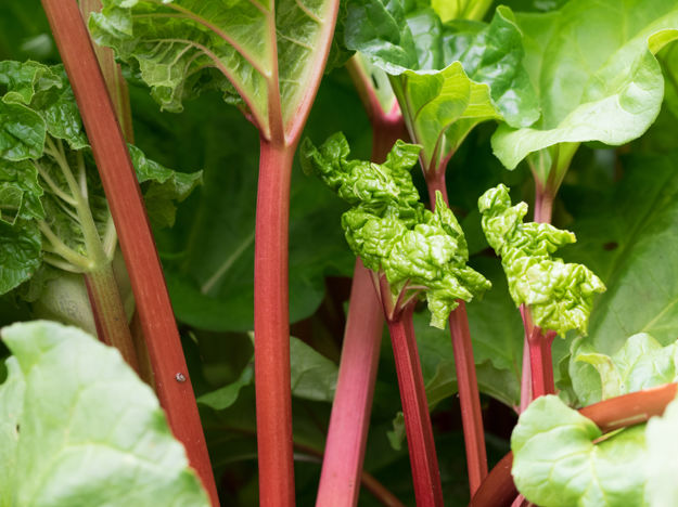 Outdoor Rhubarb (Stock)
