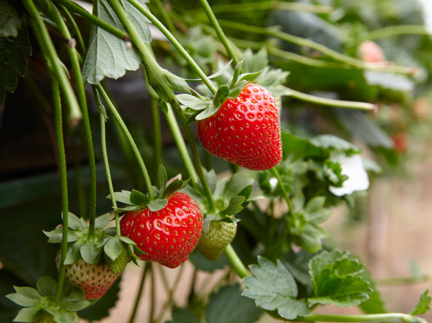 Medium Zara 0070 (1)